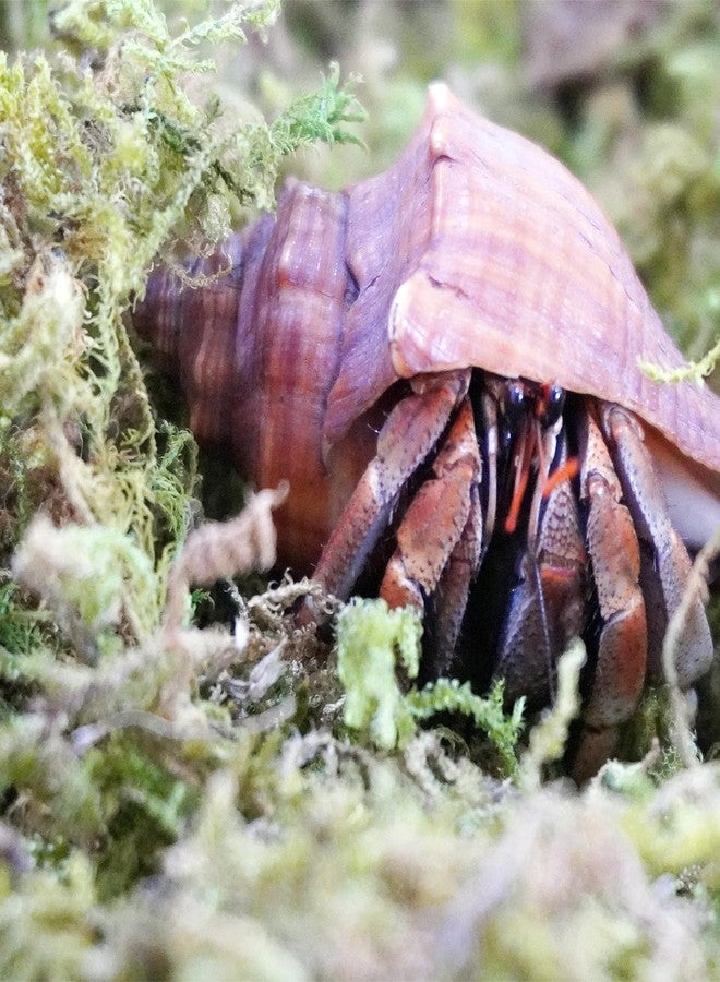 Begeterday 3.5oz Natural Moss for Hermit Crabs, Ideal for Hermit Crab Supplies for Tank Habitat - Image 5